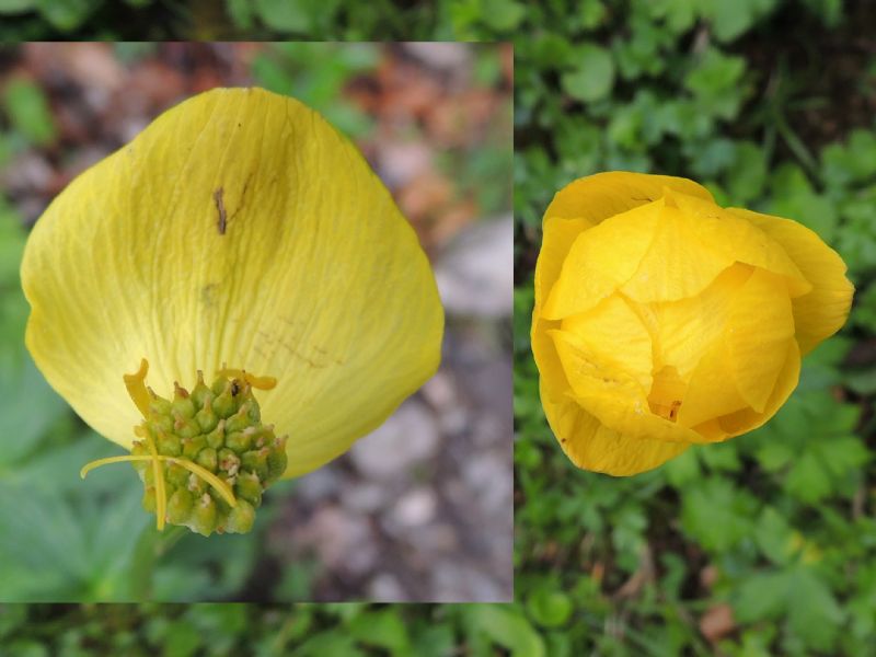 Trollius europaeus